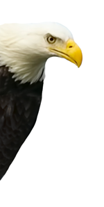 Peeking Eagle
